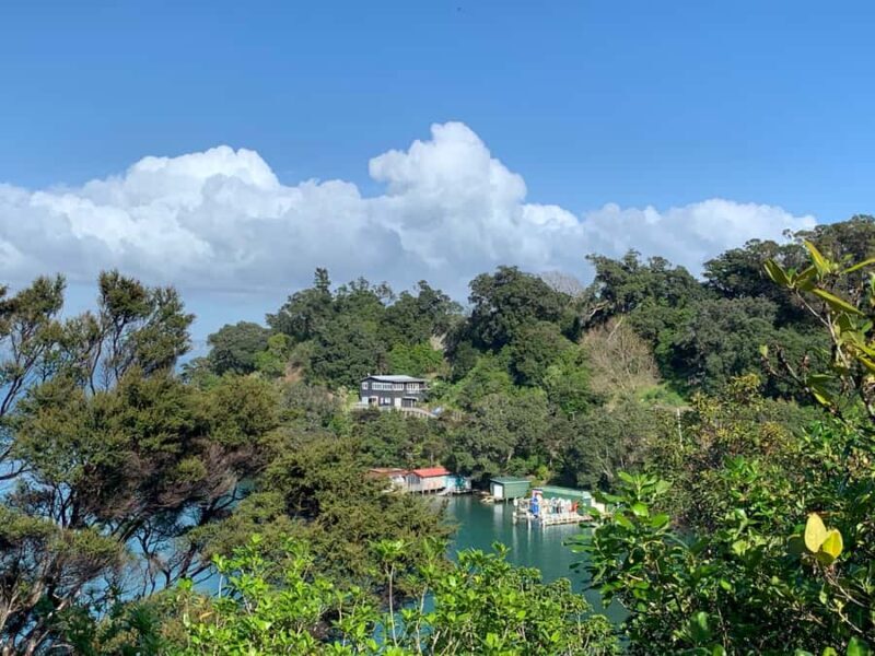 Waiheke Island: Forest and Beach Premium Guided Walk - Analyzing the Value