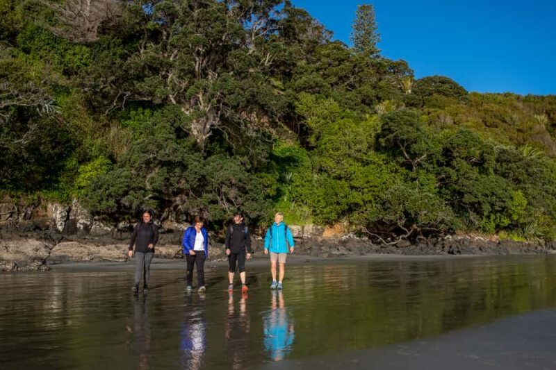 Waiheke Island: Forest and Beach Premium Guided Walk - Practical Tips for Participants