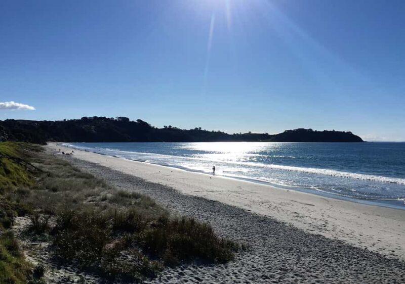 Waiheke Island: Forest and Beach Premium Guided Walk - The Sum Up: Who Will Love This Tour?