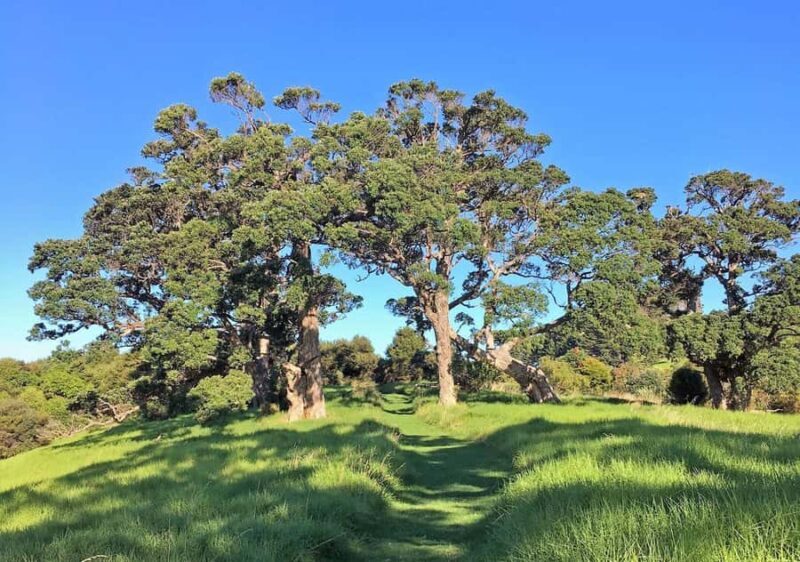 Waiheke Island: Premium Vineyard, Wine Tasting and Bush Walk - The Sum Up