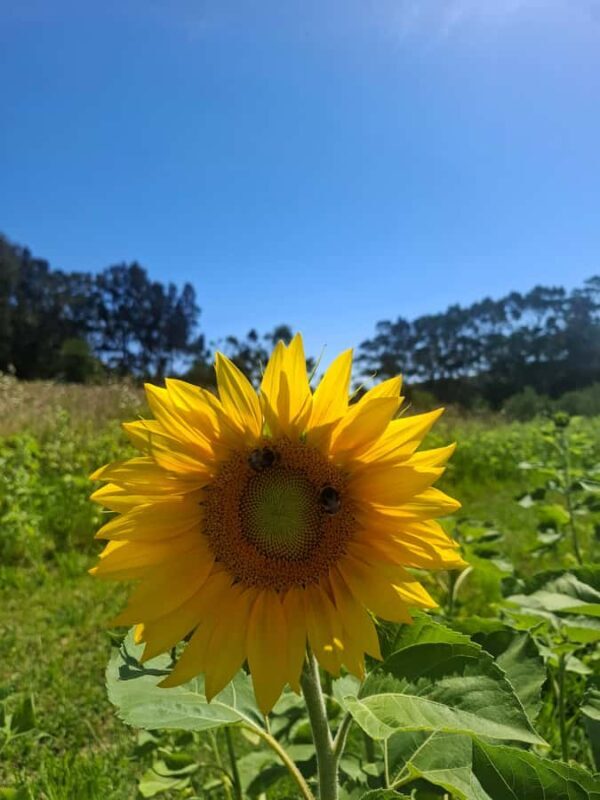 Waiheke Island: Sip and Savor 3 Vineyards Tour with Lunch - Who Should Consider This Tour?