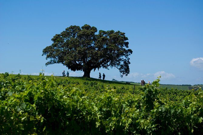 Waiheke island Wine Tours - PREMIUM wine tasting MAX 11 clients ! - The Sum Up: Who Should Book This Tour?