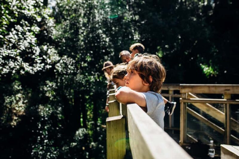 Waikato: Ancient Forest Guided Tour - Key Points