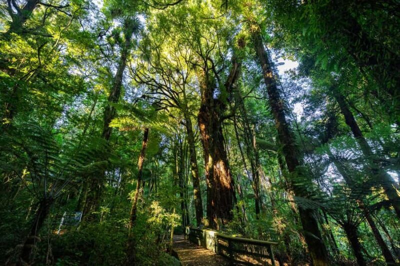 Waikato: Ancient Forest Guided Tour - Exploring Waikato’s Ancient Forest