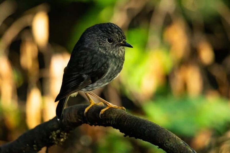Waikato: Ancient Forest Guided Tour - Practical Details