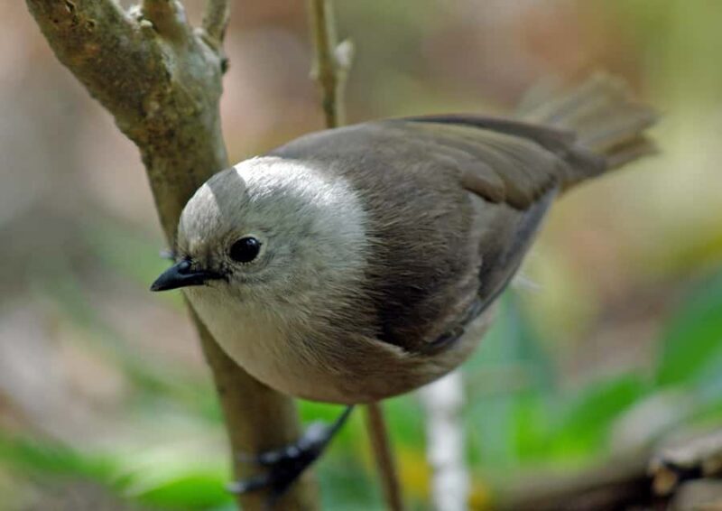 Waikato: Ancient Forest Guided Tour - Who Will Love This Tour?