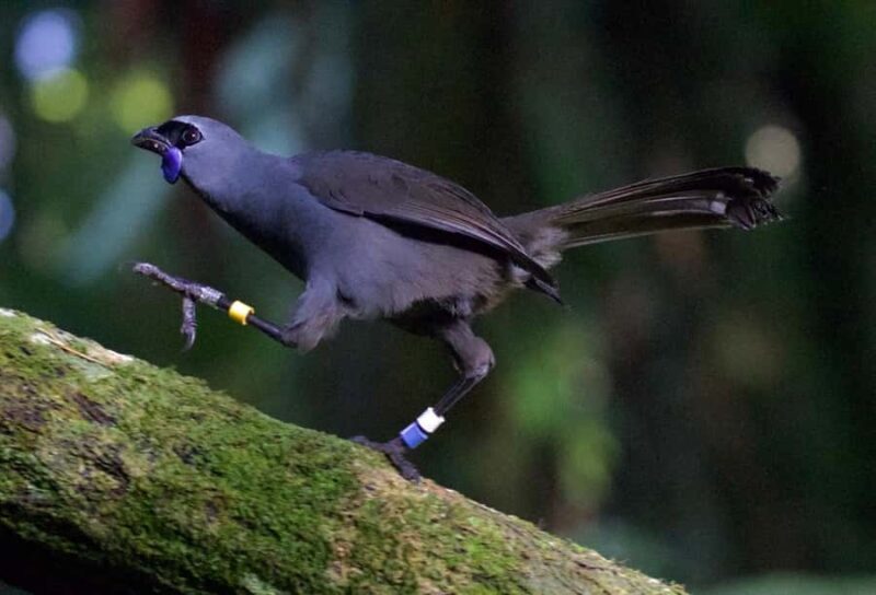 Waikato: Ancient Forest Guided Tour - The Sum Up