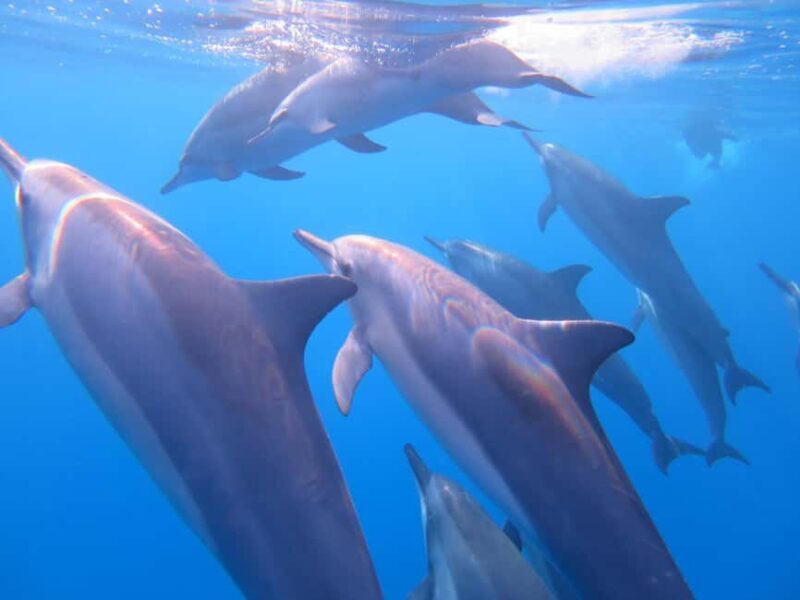 Waikiki: AM Paradise Honu Snorkeling - Who Will Enjoy This Tour?