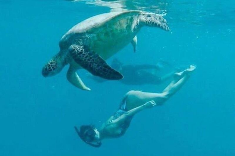 Waikiki Beach: Turtle Snorkeling and Sailing on Hwea - Authentic Reviews and Authentic Experiences