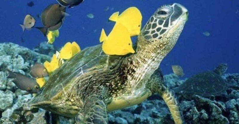 Waikiki Beach: Turtle Snorkeling and Sailing on Hwea - What to Expect at Turtle Canyon