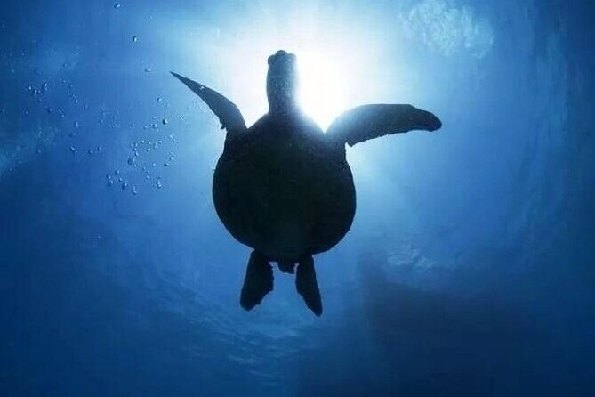 Waikiki Catamaran Snorkel Sail: Turtles Guaranteed - Starting Point and Departure