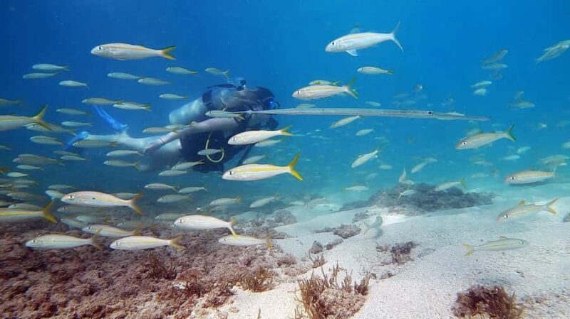 Waikiki: Honolulu Beginner Scuba Diving with Videos - Starting at Picnic Area 37 – Your Meeting Point