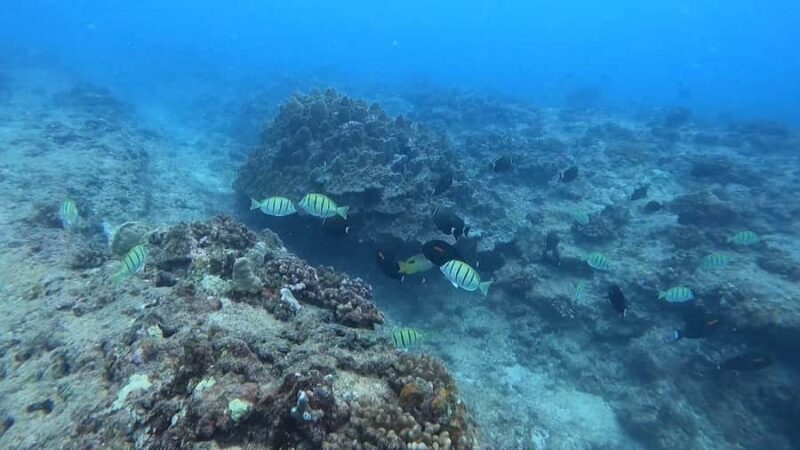 Waikiki: Honolulu Beginner Scuba Diving with Videos - Getting Comfortable in Waist-Deep Water