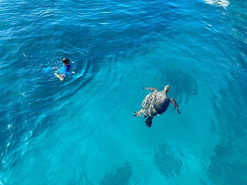 Waikiki: Sea Turtle Snorkeling Boat Tour (6 People Max) - Key Points
