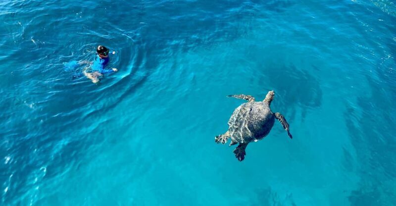 Waikiki: Sea Turtle Snorkeling, Small Group Boat Tour - An In-Depth Look at the Waikiki Sea Turtle Snorkeling Tour