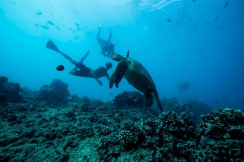 Waikiki: Snorkel Tour with Hawaiian Green Sea Turtles - Waikiki: Snorkel Tour with Hawaiian Green Sea Turtles - A Deep Dive into Hawaii’s Underwater World