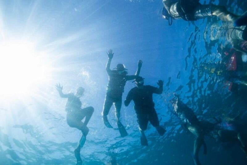 Waikiki: Snorkel Tour with Hawaiian Green Sea Turtles - Key Points