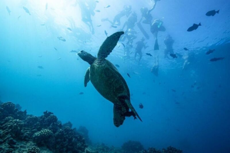 Waikiki: Snorkel Tour with Hawaiian Green Sea Turtles - The Boat and Comfort