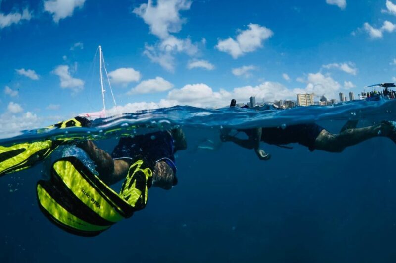 Waikiki: Snorkel Tour with Hawaiian Green Sea Turtles - An Honest Look at the Value