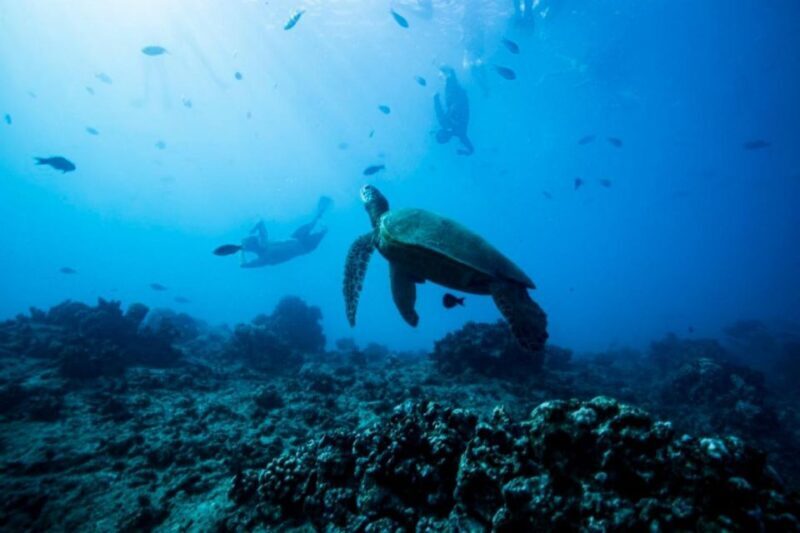 Waikiki: Snorkel Tour with Hawaiian Green Sea Turtles - FAQ