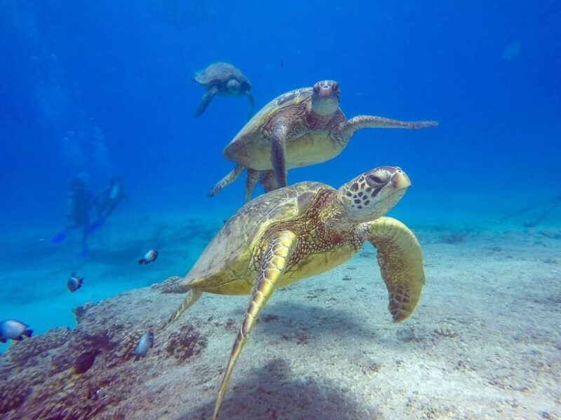 Waikiki: Sunset Snorkeling Adventure - The Sum Up