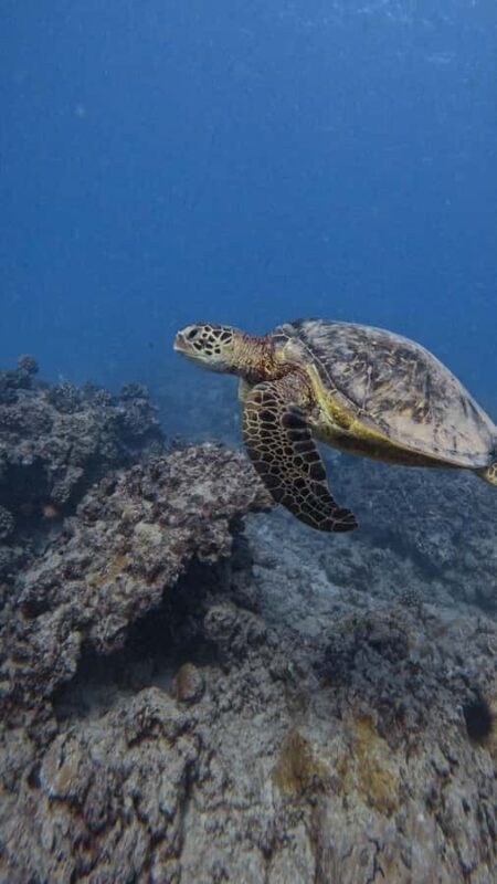 Waikiki: Turtle Canyon Snorkel Tour with Small Group - A Close Look at the Experience