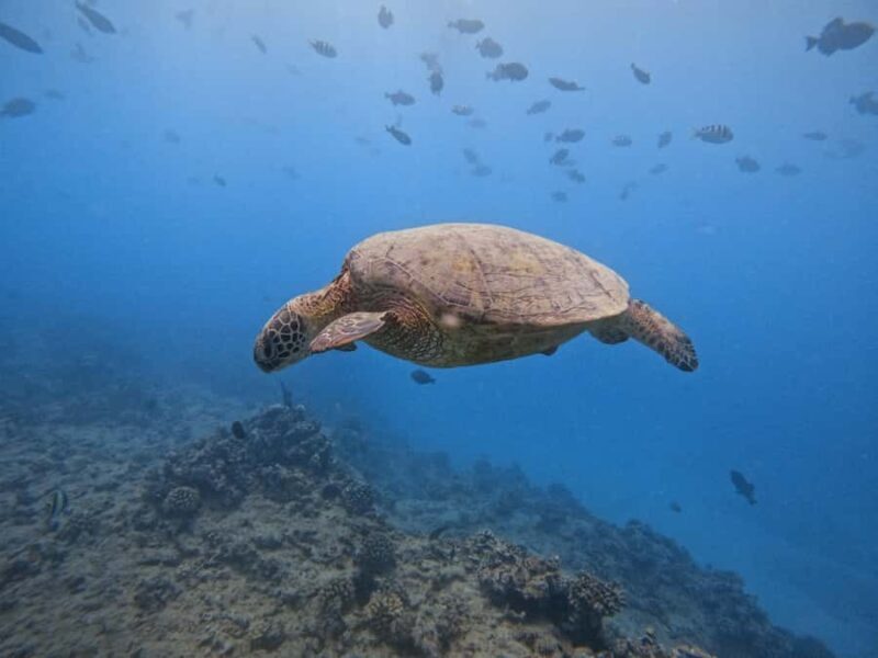 Waikiki: Turtle Canyon Snorkel Tour with Small Group - Who Should Consider This Tour?