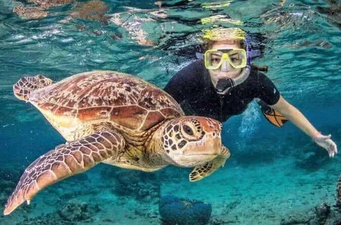 Waikiki Turtle Canyon Snorkeling and Swim Tour - FAQ