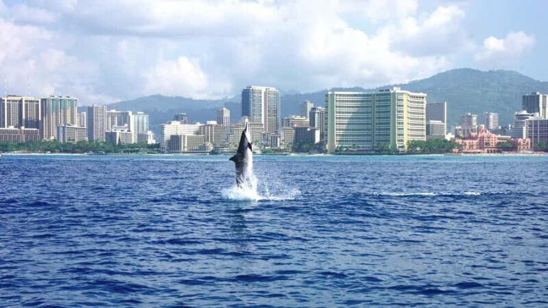 Waikiki: Turtle Canyon Snorkeling Boat Tour (Only 16 people) - Marine Life & Marine Ecology