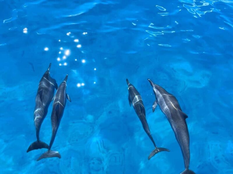 Waikiki: Turtle Canyon Snorkeling Boat Tour (Only 16 people) - The Cost & Value