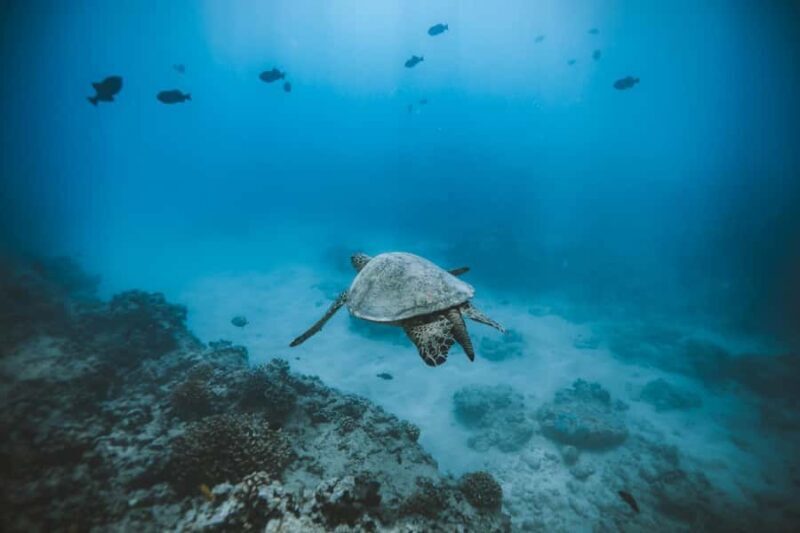 Waikiki: Turtle Canyon Snorkeling Boat Tour (Only 16 people) - Frequently Asked Questions (FAQs)