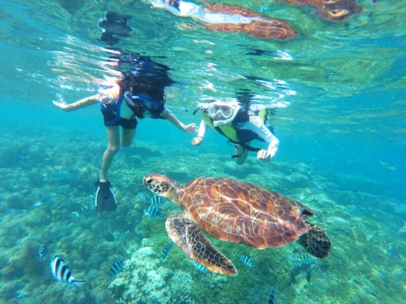 Waikiki: Turtle Snorkeling Cruise with 20ft Jumping Platform - Key Points