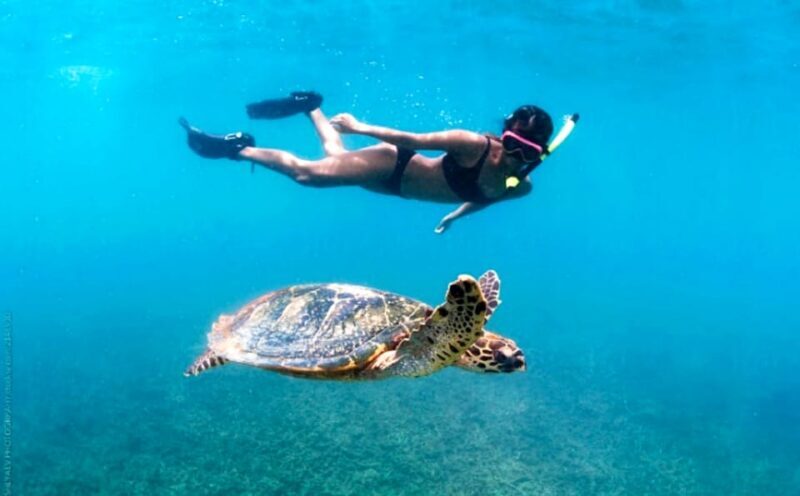 Waikiki: Turtle Snorkeling Cruise with 20ft Jumping Platform - A Closer Look at the Experience