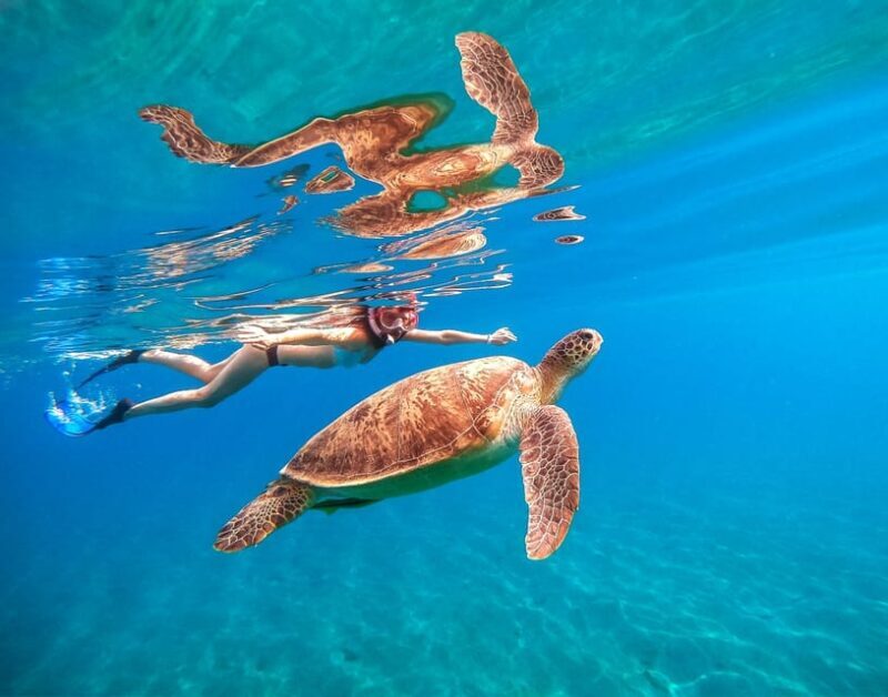 Waikiki: Turtle Snorkeling Cruise with 20ft Jumping Platform - What Past Guests Say