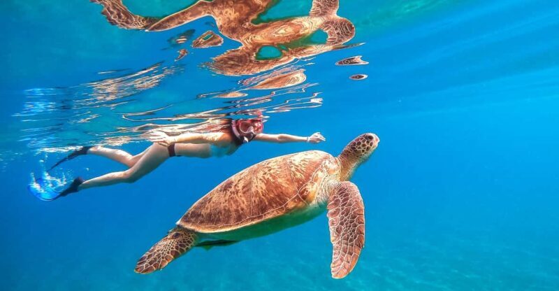 Waikiki: Turtle Snorkeling Cruise with 20ft Jumping Platform - Who Would Love This Tour?