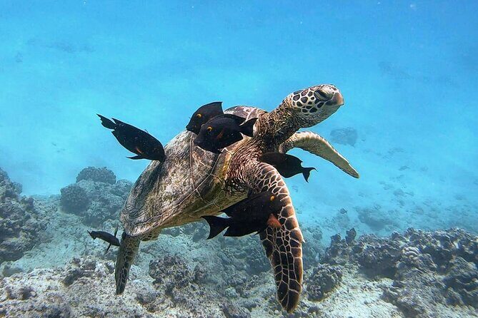 Waikiki Turtle Snorkeling Tour - Authentic Insights from Reviewers