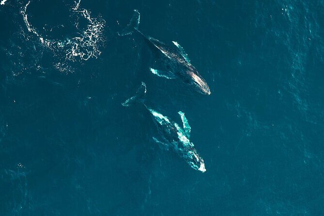 Waikiki Whale Watching Cruise - The Experience in Detail