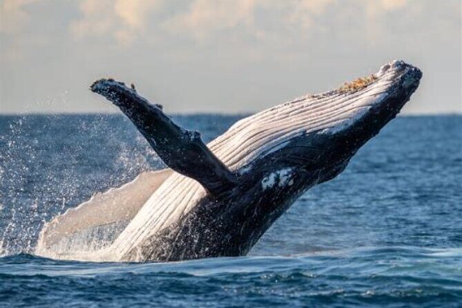 Waikiki Whale Watching - Key Points