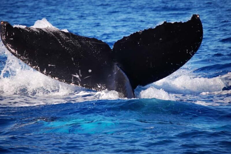 Waikiki: Whale Watching Tour - Key Points