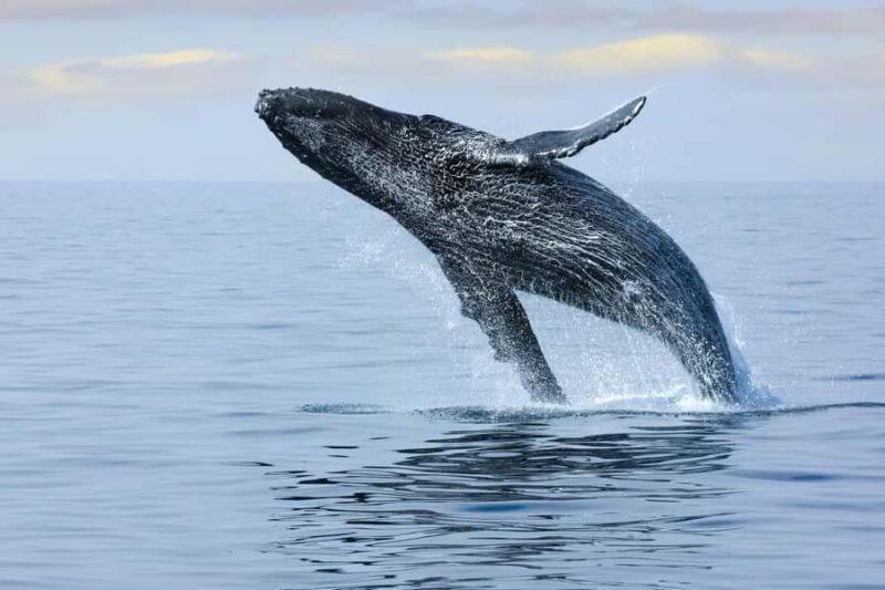 Waikiki: Whale Watching Tour - The Breakdown: Why This Tour Works