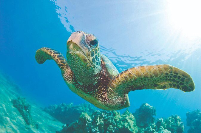 Waikoloa Turtle Catamaran Snorkel Sail - FAQ