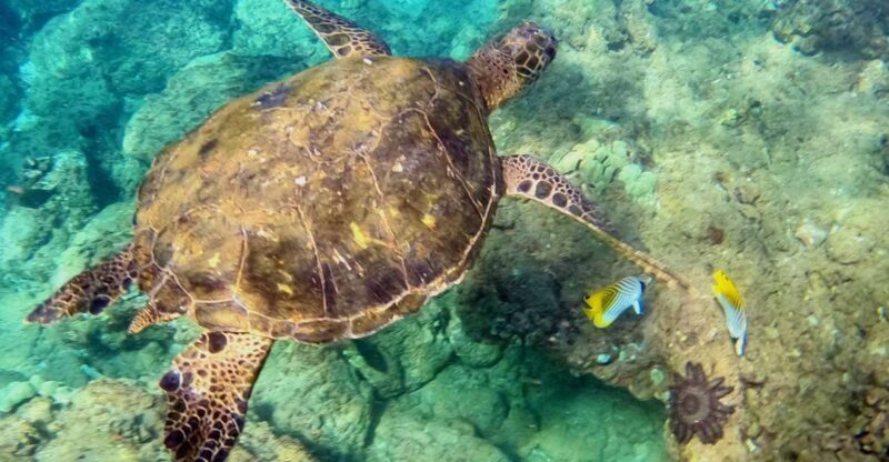 Wailea Beach: Snorkeling for Non-Swimmers Guided Tour - What’s Included and What’s Not