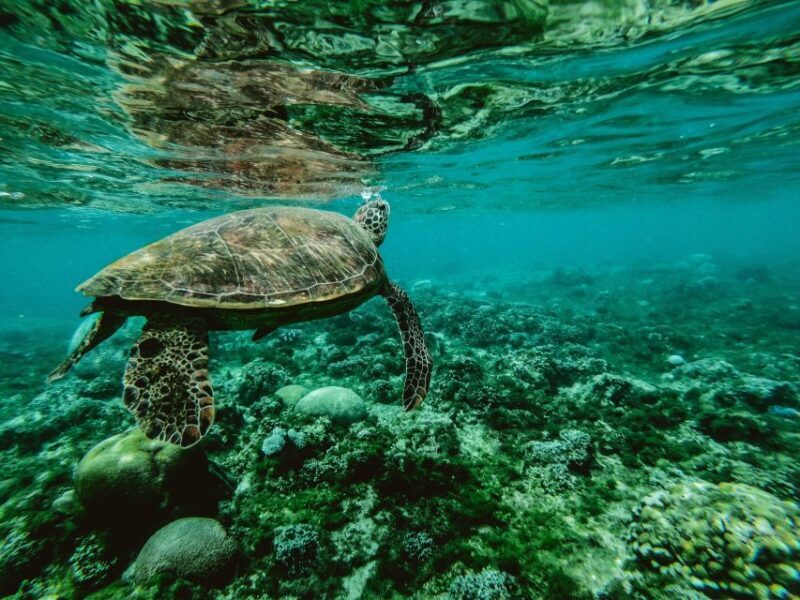 Wailea: Turtle Town Snorkeling Trip with Photo and Video - Key Points