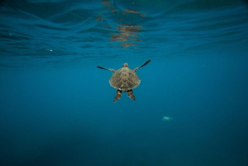 Wailea: Turtle Town Snorkeling Trip with Photo and Video - What to Expect from Your Snorkeling Adventure