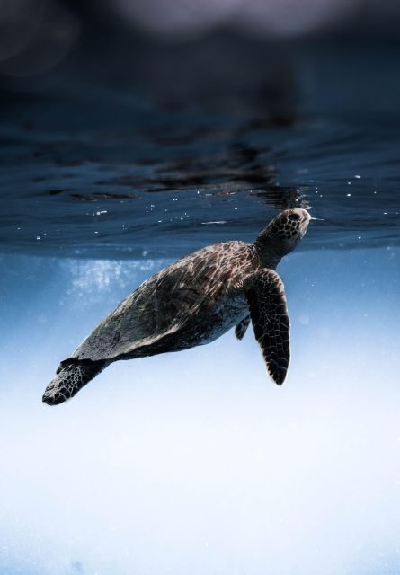 Wailea: Turtle Town Snorkeling Trip with Photo and Video - The Photos and Videos: Capture Every Moment