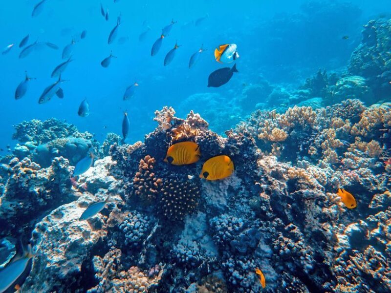Wailea: Turtle Town Snorkeling Trip with Photo and Video - Why Choose This Tour?