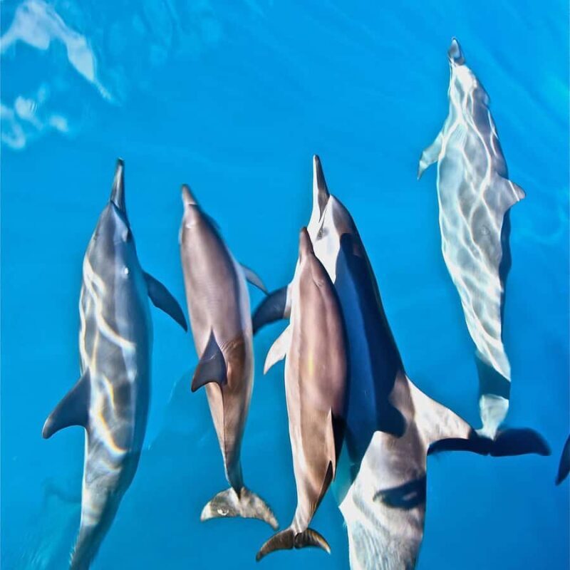 Waimea: N Pali Coast Zodiac Raft Sea Caves + Snorkel - Cost and Value