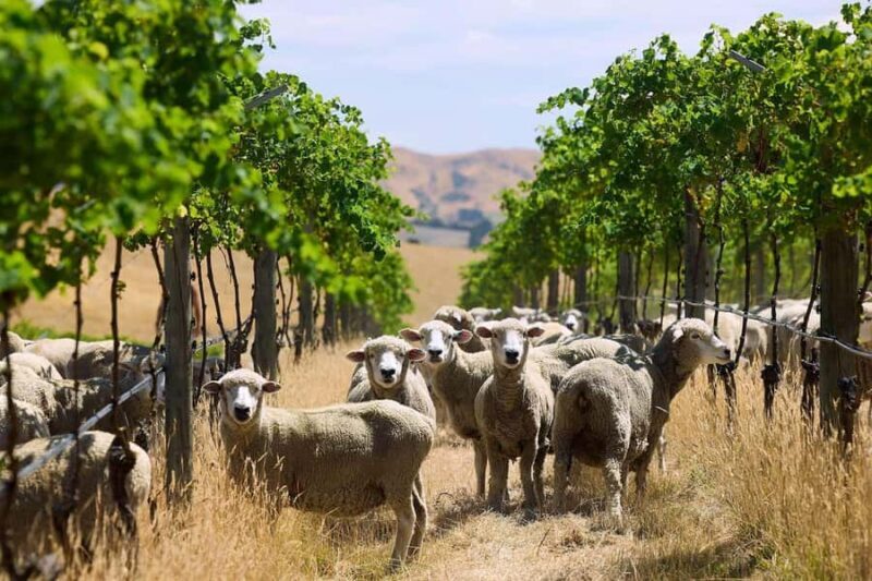 Waipara Valley Private Wine Tour with Tastings - Key Points