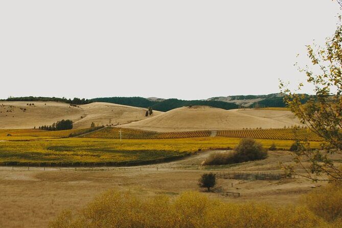 Waipara Valley Winery Tour Wine Tastings and Scenic Views - An Authentic Taste of New Zealand’s Premier Wine Region