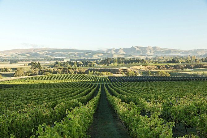 Waipara Wine Experience for 2 or more, inc tastings and lunch - Key Points